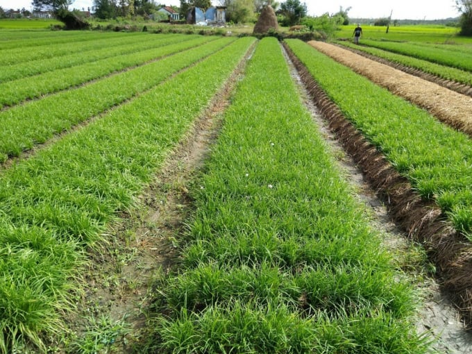Thời gian tới, mô hình rau VietGAP tại xã Ninh Đông sẽ được nhân rộng thêm 4 ha với khoảng 10 hộ tham gia. Ảnh: KS.