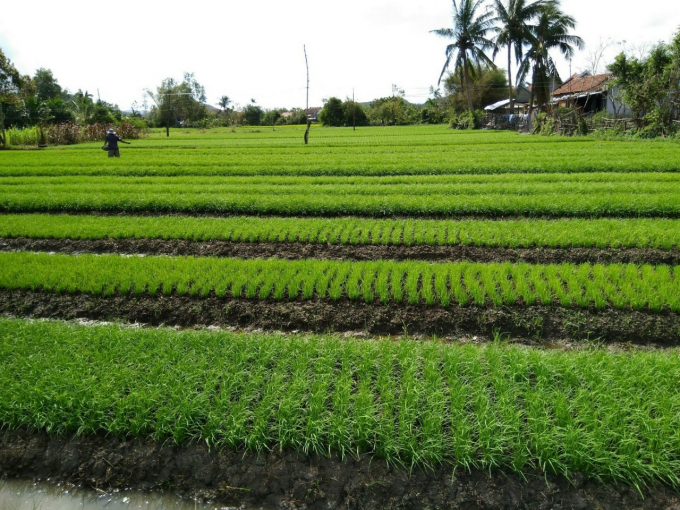Vùng trồng rau, hẹ ở xã Ninh Đông, Thị xã Ninh Hòa, tỉnh Khánh Hòa. Ảnh: KS.