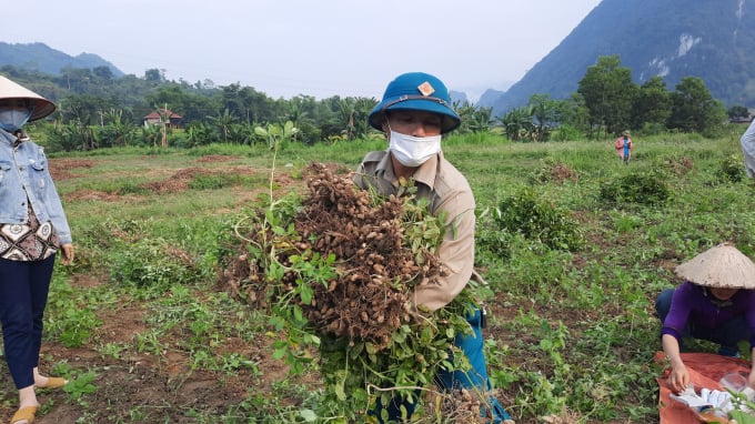 Lạc và các cây họ đậu có tác dụng rất lớn trong việc cải tạo đất. Ảnh: Đào Thanh.