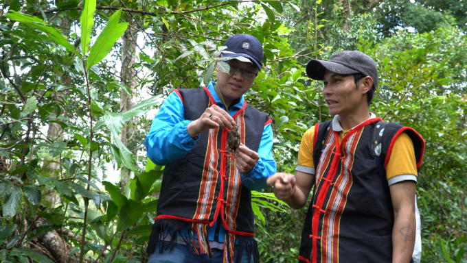 Sâm Ngọc Linh đặc biệt ở chỗ nó được trồng ở chính vùng đất rừng tự nhiên, hữu cơ phù hợp nhất. Ảnh: NNVN.