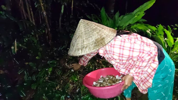 Năm nay do nắng hạn kéo dài nên nấm mối 'nín' lại, đến nửa tháng 10 âm lịch vừa qua mới mọc rộ. Ảnh: MHN.