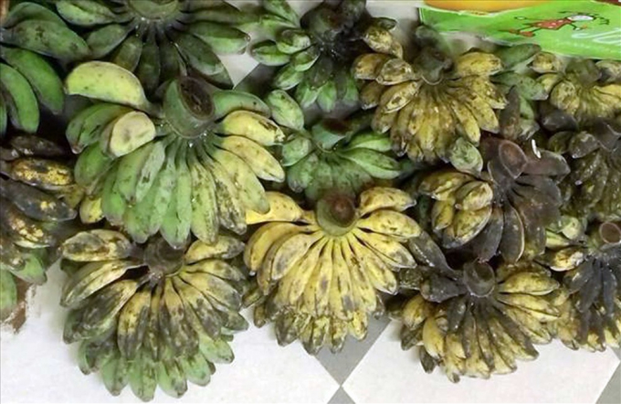 chuoi-sap-huong-lam-an-moi-cho-nong-dan-mien-trung-du-1550_20211128_1000.jpg Chuối sáp mẫu mã xấu, nhưng lại được người tiêu dùng rất ưa chuộng. Ảnh: ST.