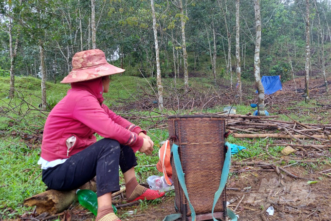 Dự án trồng cao su trên địa bàn các huyện Nam Đông, A Lưới đã không thành công như kỳ vọng. Người dân vẫn chưa thể thoát nghèo bền vững nhờ 'vàng trắng'. Ảnh: VD.