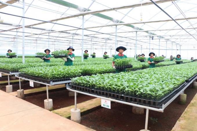 Vườn ươm giống chanh dây chất lượng cao, được cơ quan có thẩm quyền cấp phép tại huyện Chư Pưh (Gia Lai). Ảnh: Lam Giang.