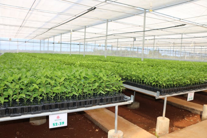 Nông dân cần tìm hiểu rõ nguồn gốc, xuất xứ trước khi chọn mua giống chanh dây. Ảnh: Lam Giang.