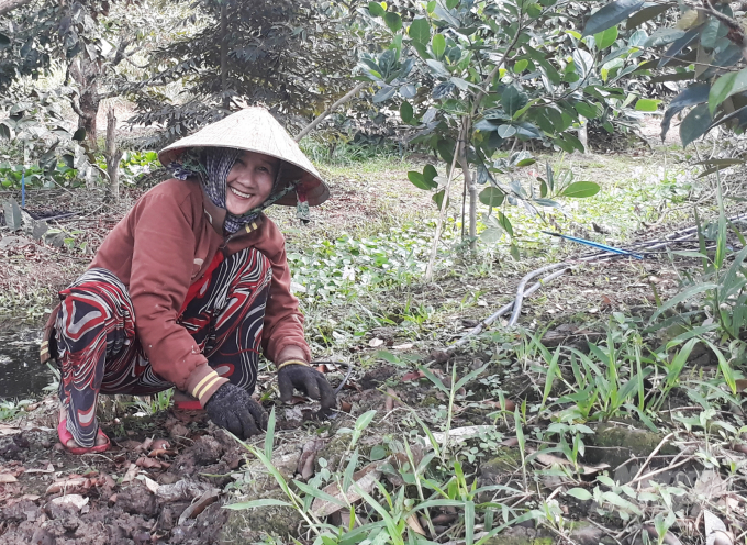 Một vườn vú sữa của Hợp tác xã Trường Khương. Ảnh: KT.