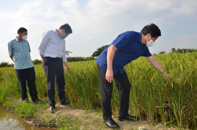 Trà lúa đông xuân sớm tháng xuống giống vào 10 sinh trưởng tốt, dự báo cho năng suất cao. Ảnh: Minh Đảm.
