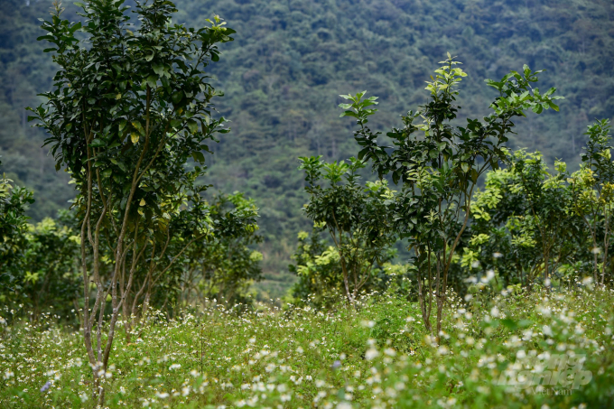 Nhờ cân bằng chế độ dinh dưỡng hệ sinh thái trong vườn của HTX Organic Hopefarm rất đa dạng, hoa và cỏ mọc xen với cây ăn quả. Ảnh: Tùng Đinh.