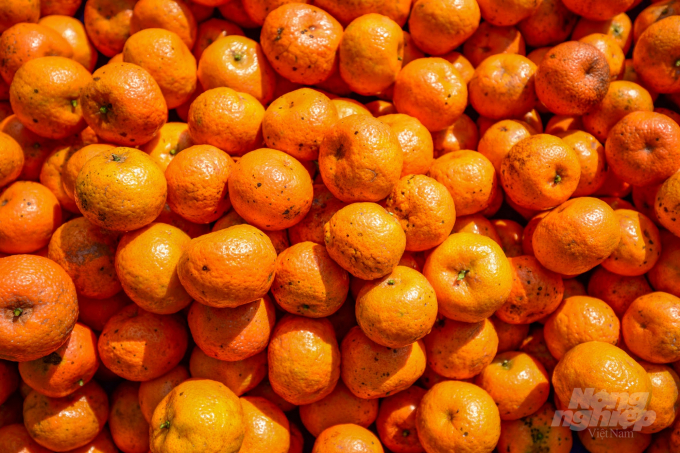 Cam hữu cơ của Organic Hopefarm ngày càng được người tiêu dùng đón nhận. Ảnh: Tùng Đinh.