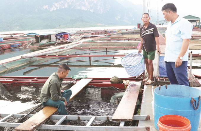 In the coming time, Son La Province and its districts will focus on infrastructure investment in reservoir-bed aquaculture areas. Photo: Thieu Nguyen.