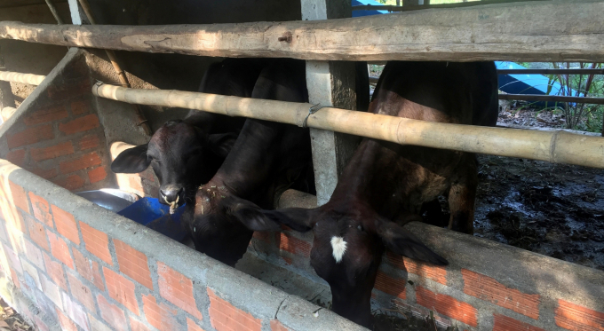 Bò BBB là giống bò thịt có cơ bắp phát triển siêu trội, thịt thơm ngon, giống bò đang được nông dân Bình Định lựa chọn để phát triển. Ảnh: Vũ Đình Thung.