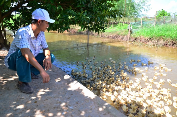 watermark_dsc_5326-1222_20211013_853.jpg Anh Chung bên đàn vịt con. Ảnh: Dương Đình Tường.