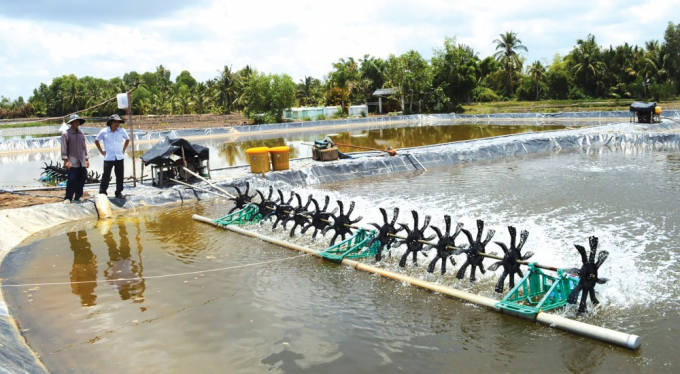 Người nuôi tôm muốn có năng suất cao, chất lượng tốt, hạ giá thành sản phẩm, gắn với bảo vệ môi trường thì không có con đường nào khác ngoài việc sử dụng chế phẩm vi sinh. Ảnh: TL.