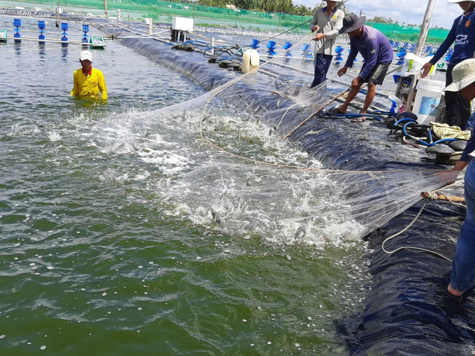 Ở ĐBSCL, hạn hán, xâm nhập mặn ngày càng gây ra rất nhiều khó khăn cho nuôi trồng thủy sản. Ảnh: TL.