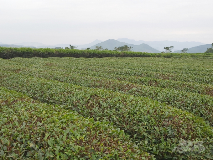 watermark_20191031_141044-1329_20211226_323.jpg Hay thực chất vẫn là bình mới rượu cũ? Ảnh: Việt Khánh.