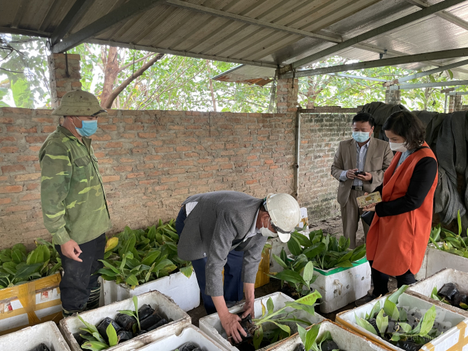 Farmers prepare to transport bananam seedlings.