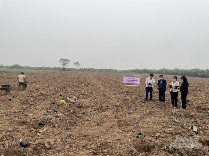 Farmers prepare soil to grow banana.