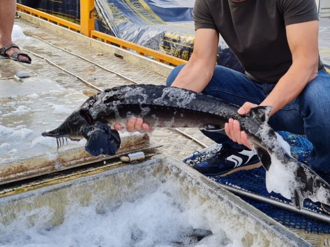 It is a high possibility that sturgeon breeds and fish entering Vietnam via different routes are hybrids. Photo: Hoang Anh.