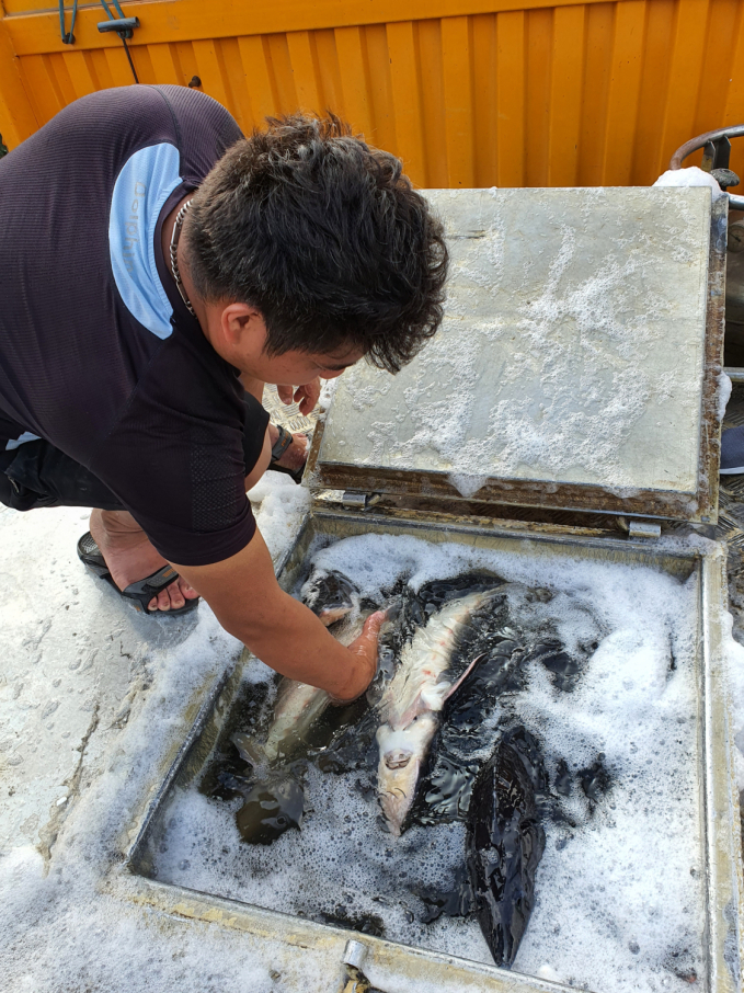 From July 23, 2020, to February 8, 2021, a total of 2,988 tons of sturgeon have been officially imported from China. Photo: Hoang Anh.