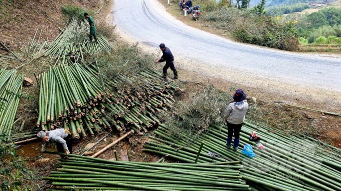 watermark_24dcba229b31516f0820-0945_20211221_692.jpg Người dân xã Ca Thành, huyện Nguyên Bình thu hoạch cây trúc sào. Ảnh: Toán Nguyễn.