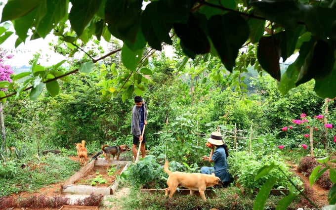 7-2110_20211228_870.jpg An cho biết, bầy chó không chỉ là những người bạn thân thiết, giúp họ bớt cô đơn, mà còn hỗ trợ họ rất nhiều trong môi trường rừng núi. Ảnh: Minh Đức.