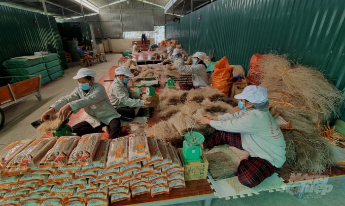 Đóng gói sản phẩm miến dong Tân Việt Á. Ảnh: Công Hải.