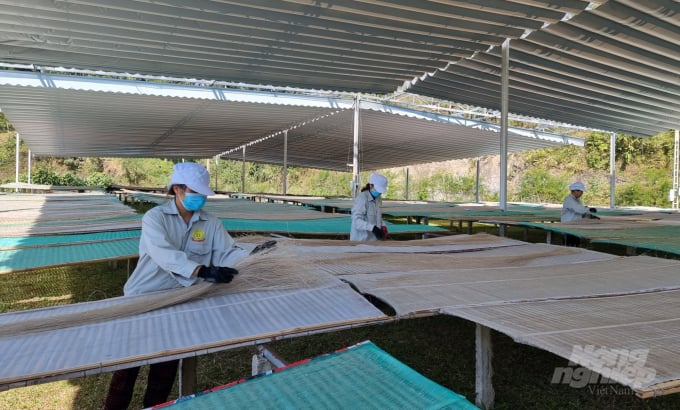 Công nhân HTX Nông sản Tân Việt Á thu miến dong. Ảnh: Công Hải.