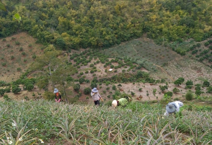 z3091305742547_167d507f2dd58fe2e2d66e7e33e4e1b2-1-1428_20220109_619.jpg Sông Mã đang được thổi luồng sinh khí mới khi DOVECO liên kết đầu tư, xây dựng vùng dứa và chanh leo nguyên liệu gắn với chế biến sâu. Ảnh: Trung Quân.