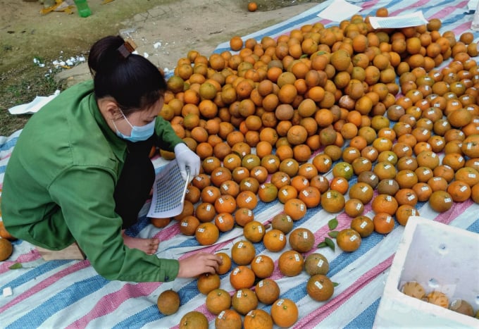 Các sản phẩm cam hữu cơ của huyện Hàm Yên đều có tem truy xuất nguồn gốc. Ảnh: Đức Hùng.
