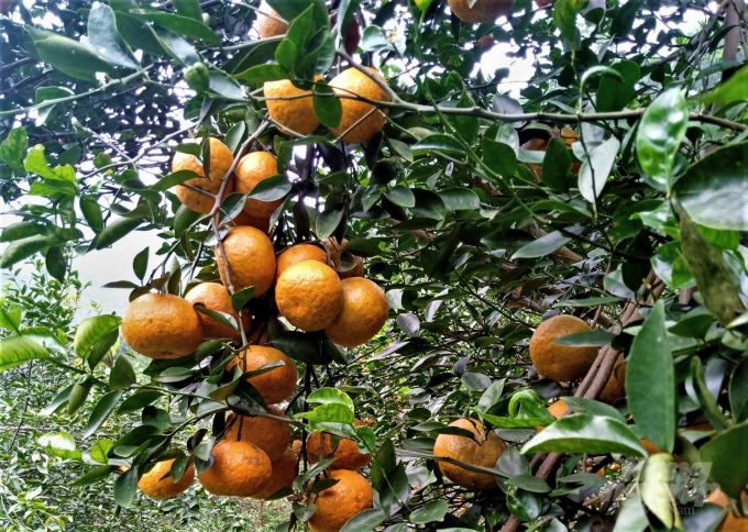 Cam hữu cơ ở Tuyên Quang có giá 28.000 đồng/kg tại vườn, mức giá cao kỷ lục kể từ 10 năm trở lại đây. Ảnh: Đào Thanh.