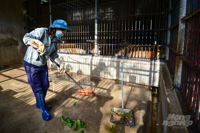 Các 'bảo mẫu' làm vệ sinh chuồng cho hổ trước khi cho ăn vào mỗi buổi sáng. Ảnh: Tùng Đinh.