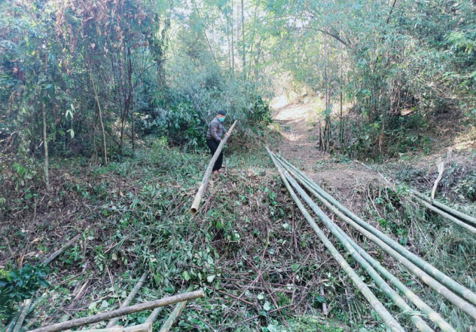 Không chỉ là cây cho giá trị kinh tế cao, tre, mét còn giúp chống sạt lở, phòng chống lũ quét rất hiệu quả. Ảnh: BNA.