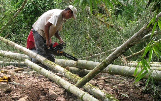Ông Lô Văn Vệ thu hoạch tre. Ảnh: Doãn Trí Tuệ.