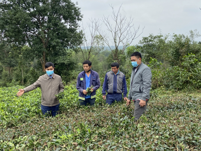 20264325don_che_ky_thuowg_1-202643.jpg Chè đang là cây trồng được nông dân chú trọng đầu tư phát triển ở Kỳ Anh (Hà Tĩnh). Ảnh: Nguyễn Hoàn.