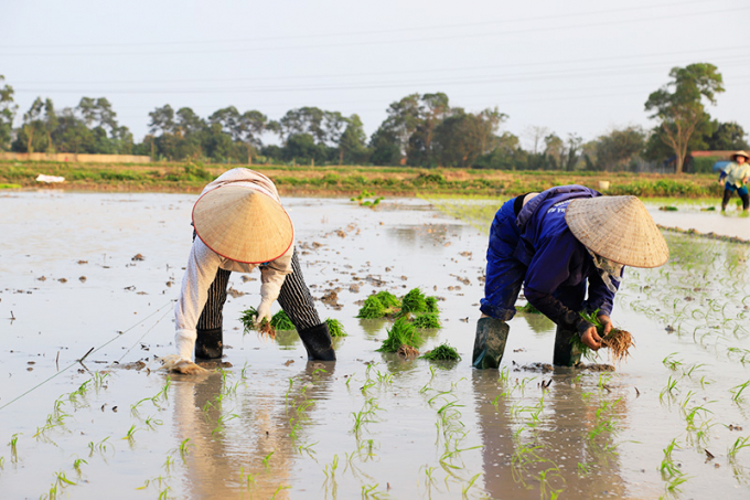 d7da7d0c-89c6-4a93-a4ee-d4feed2f4b5d-0836_20220214_89.jpg Cục Trồng trọt khuyến cáo không gieo cấy lúa khi nhiệt độ xuống dưới 15 độ C. Ảnh: NNVN.