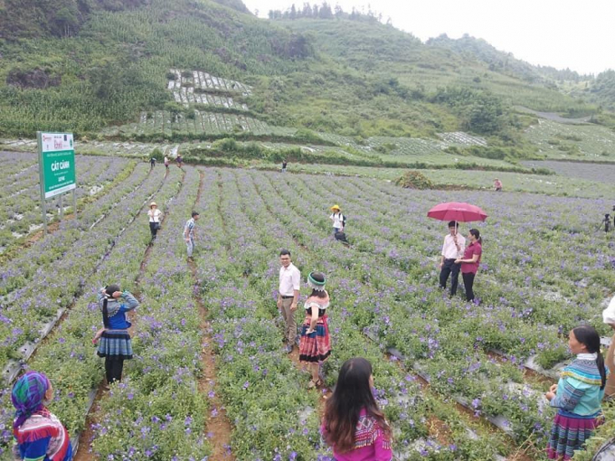Vùng trồng dược liệu đạt tiêu chuẩn GACP-WHO, có liên kết tiêu thụ, chế biến với doanh nghiệp tại huyện Bắc Hà. Ảnh: Lưu Hòa.