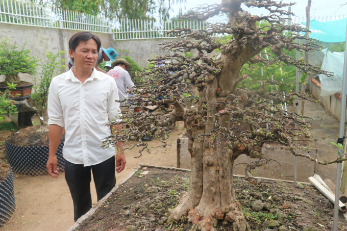Anh Trần Hiếu Nhân bên cây mai chiếu thủy vừa lặt lá. Ảnh: Thành Hiệp.