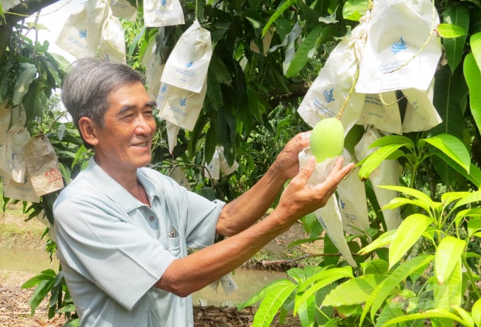 Nông dân trồng xoài ở Đồng Tháp rất phấn khởi vì xuất khẩu sang thị trường Châu Âu. Ảnh: Lê Hoàng Vũ.