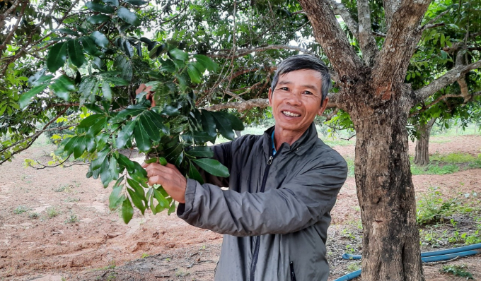 z3120491424797_5e9deb056522c3d64a05a756f43ca144-2228_20220118_131.jpg Ông Huỳnh Hữu Nhân mong muốn cải tạo lại vườn nhãn. Ảnh: Đăng Lâm.