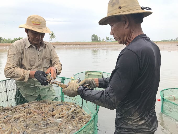 Kỹ thuật bẻ càng trong nuôi tôm càng xanh toàn đực giúp tôm đạt trọng lượng lớn. Ảnh: Minh Đảm.