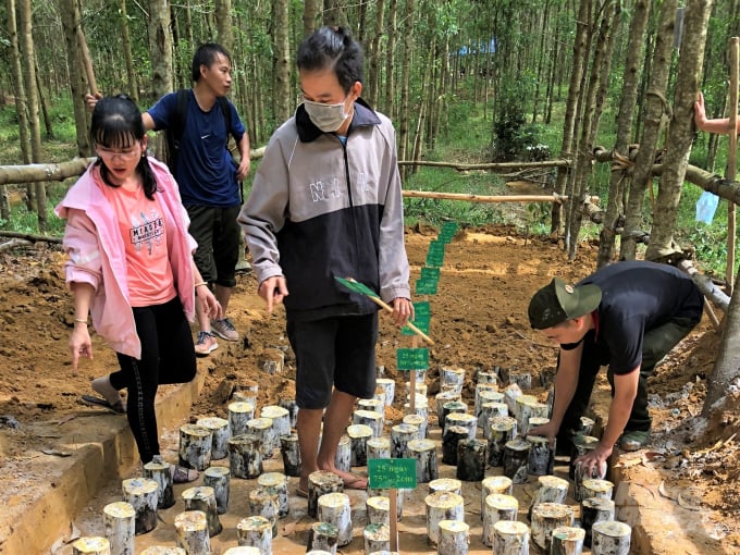 Đồng Nai đang xây dựng nhiều mô hình kinh tế dưới tán rừng, đa dạng hóa sinh kế cho người dân. Ảnh: Minh Sáng.