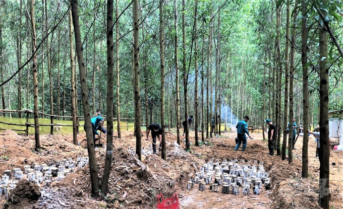 Ngành lâm nghiệp Đồng Nai đang tích cực tìm kiếm, áp dụng nhiều mô hình phát triển kinh tế dưới tán rừng. Ảnh: Minh Sáng.