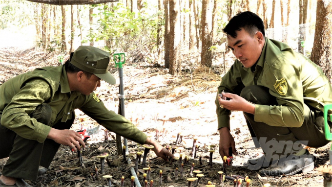 Nấm linh chi được doanh nghiệp liên kết sản xuất, bao tiêu sản phẩm cho người dân. Ảnh: Minh Sáng.