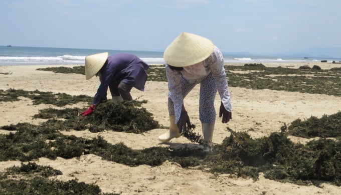 2-1520_20220221_799.jpg Rong biển được khai thác đưa vào phơi trên bãi cát, sau đó đóng bao bán cho thương lái. Ảnh: P.P