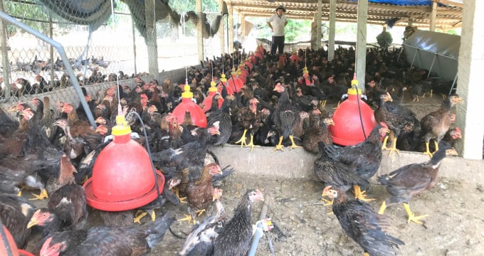 Người chăn nuôi đang đẩy mạnh tái đàn gà sau thời gian dài ngưng trệ sản xuất do ảnh hưởng dịch bệnh Covid-19. Ảnh: V.Đ.T.