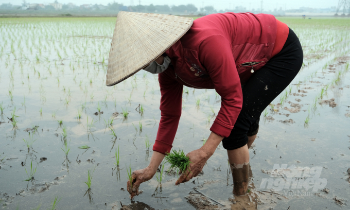 hai-duong-hon-1000ha-lua-chet-ret-phai-gieo-cay-lai-1732_20220224_369.jpg Rét đậm, rét hại kéo dài trong tháng 2/2022 đã khiến tiến độ gieo cấy vụ đông xuân các tỉnh phía Bắc gặp nhiều khó khăn, nhiều diện tích có nguy cơ bị chết rét. Ảnh: Bảo Thắng.