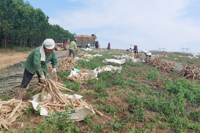 Thu mua sắn nguyên liệu tại Thanh Hóa hầu hết vẫn theo cơ chế thuận mua vừa bán. Những mối liên kết hoặc không có hoặc rất lỏng lẻo. Ảnh: Võ Dũng.