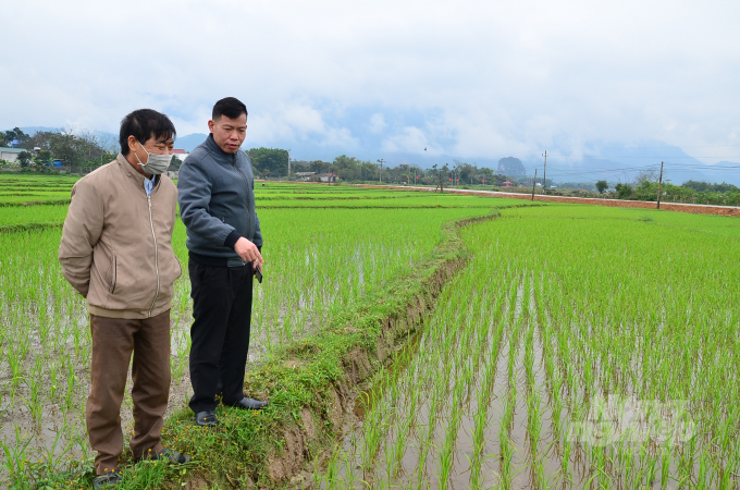Anh Đinh Văn Dự - Tổ trưởng Tổ Khuyến nông xã Thắng Sơn (trái) cùng lãnh đạo xã đi kiểm tra ruộng lúa tung vôi trừ ốc bươu vàng. Ảnh: Dương Đình Tường.