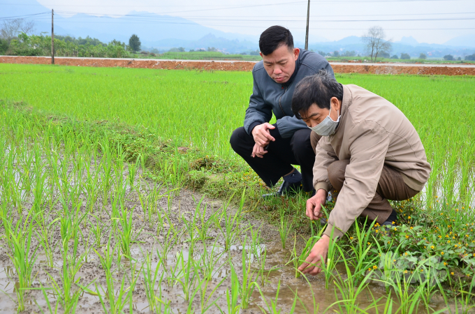 Anh Đinh Văn Dự - Tổ trưởng Tổ Khuyến nông xã Thắng Sơn (phải) cùng lãnh đạo xã đi kiểm tra một thửa ruộng tung vôi diệt ốc bươu vàng. Ảnh: Dương Đình Tường.