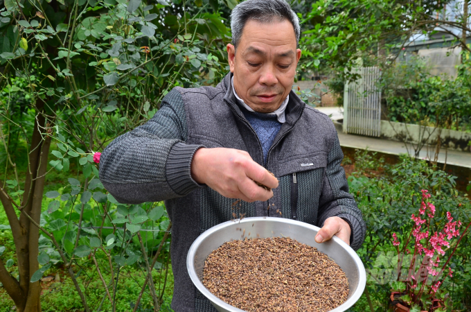 Hình dạng độc đáo của hạt thóc nếp Quạ đen nhà ông Xuân. Ảnh: Dương Đình Tường.